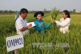 Agricultura de Vietnam con altas perspectivas para futuro desarrollo
