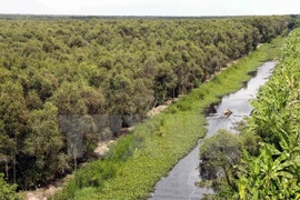 Vietnam promueve el desarrollo sostenible de los bosques