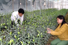 Japón apoya a la provincia vietnamita de Lam Dong en desarrollo agrícola