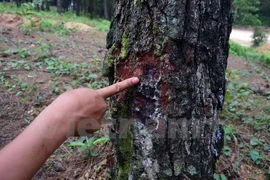 Vietnam se esfuerza para proteger variedades de plantas raras