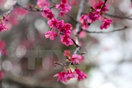 Efectuarán diversas actividades de intercambio cultural Vietnam-Japón