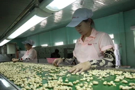 Sector de anacardo enfrenta dificultades por dependencia de importaciones 