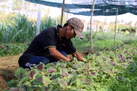 Japón apoya desarrollo de agricultura limpia en Ciudad Ho Chi Minh
