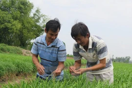  Banco Mundial despliega proyecto de asistencia a Vietnam en desarrollo rural