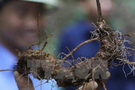 Quang Nam celebra primer Festival del Ginseng Ngoc Linh