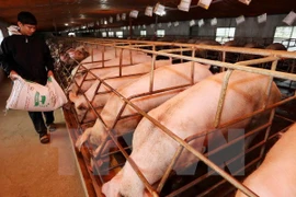 Vietnam y Canadá intensifican cooperación en agricultura 