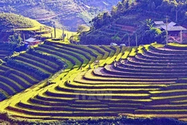 Da frutos cooperación turística en región noroccidental de Vietnam