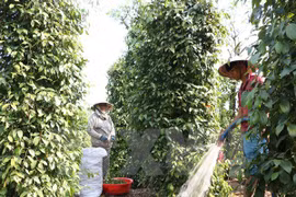Vietnam y UE estudian oportunidades y retos en sector agrícola
