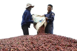 Empresa taiwanesa impulsa promoción de productos cafeteros en Vietnam