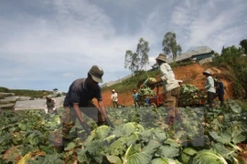 Vietnam reconoce a campesinos destacados en proceso nacional de renovación