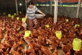 Prohibición saudita sobre importación de aves de corral no causará afectaciones a Vietnam