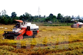 Inicia en Vietnam programa de producción de arroz con apoyo de Canadá