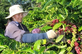 Participa Vietnam en Feria Internacional de Té y Café en Singapur