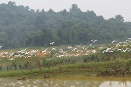 Thanh Hoa refuerza protección de población de aves en parque de Ben En