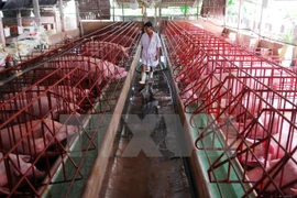 Vietnam lidera en ASEAN la producción de piensos para ganadería 