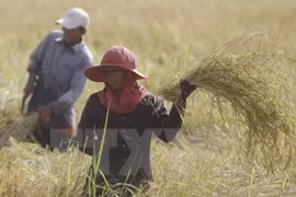 Ministros de Agricultura de subregión del Mekong se reúnen en Camboya
