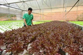 Japón estudia inversión en agricultura en provincia norvietnamita