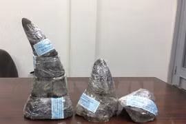 Incautan cinco kilos de cuerno de rinoceronte en el aeropuerto Tan Son Nhat
