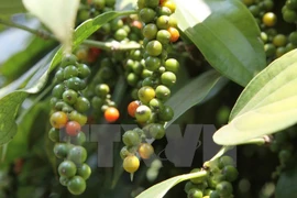 Vietnam es parte del comité ejecutivo de la Asociación de Café de Asia