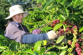 Exportación de café de Vietnam disminuyen un 23 por ciento en 10 meses de 2017