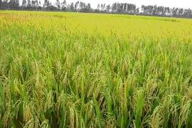 Localidad vietnamita y empresa australiana cooperan en exportaciones de arroz