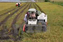 Vietnam y Japón intercambian experiencias en aplicación de alta tecnología en agricultura 