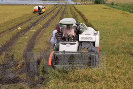 Vietnam y Japón intercambian experiencias en aplicación de alta tecnología en agricultura 