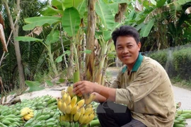 Vietnam ante gran oportunidad de exportación de frutas y vegetales 