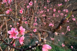 Efectúan encuentros con vietnamita que regresan a la Patria en ocasión del Tet