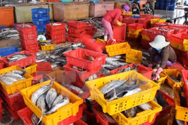 En alza producción acuícola de Vietnam en primer trimestre de 2017