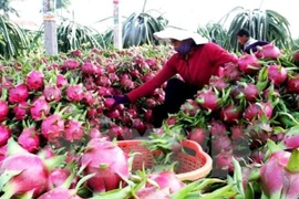 Vietnam busca exportar más verduras y frutas a China