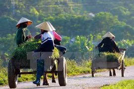 Fondo Internacional de Desarrollo Agrícola apoya a agricultores vietnamitas