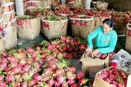  Australia autoriza la importación de pitahaya vietnamita 