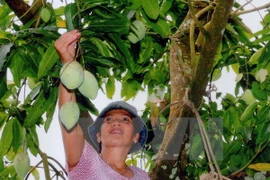 Mango de Dong Nai será puesto en venta en Australia