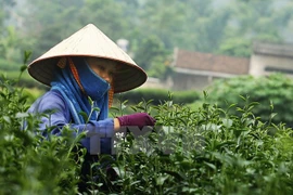 Invierten 10 millones de dólares en desarrollo de marca de té vietnamita