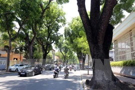 Hanoi prioriza la plantación de árboles 