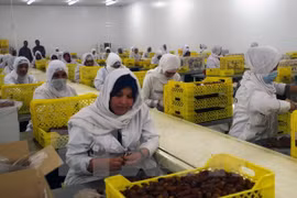 Argelia busca exportar dátil a Vietnam