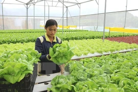 Desarrollan agricultura inteligente en Vietnam para afrontar cambio climático 