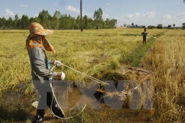 Convidan a Filipinas a invertir en el sector arrocero de Camboya