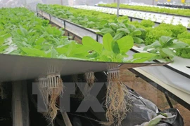 Empresa sudcoreana estudia invertir en agricultura en Vietnam