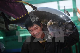 Exportaciones de atún de Vietnam a México crecen 125 por ciento