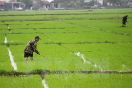Provincia vietnamita fomenta apoyo a agricultores ante cambio climático