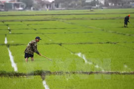 Provincia vietnamita fomenta apoyo a agricultores ante cambio climático