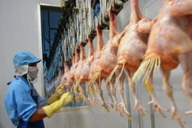 Exportarán primer lote de pollo vietnamita a Japón