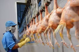 Exportarán primer lote de pollo vietnamita a Japón
