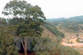 Reconocen a árbol patrimonial milenario en provincia norvietnamita 