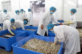 Conchas limpias vietnamitas penetren en mercado europeo