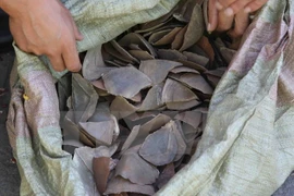 Decomisan lotes con escamas de pangolín en aeropuerto vietnamita