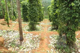 Vietnam exporta 16 mil toneladas de pimienta en dos meses 