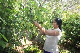Vietnam y Camboya establecerán una vasta área de producción de anacardos